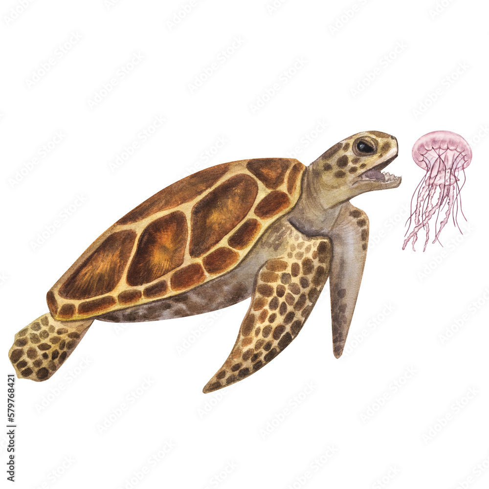 Fototapeta premium Big sea turtle hunts eats jellyfish. Endangered. Hand-drawn watercolor illustration isolated on white background. For design ecology posters