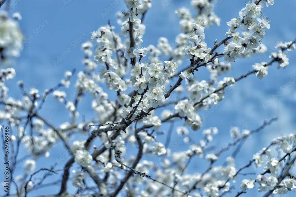 spring flowering apricots. tree with flowers. sky. beautiful background. 
