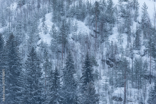 Spruce trees forest in the mountains at winter day.