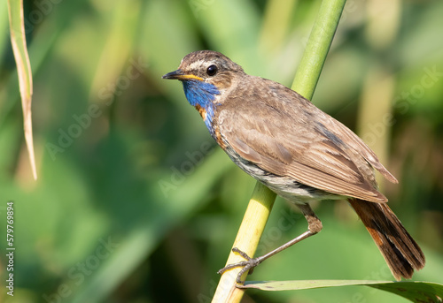 Bluethroat, Luscinia svecica. A male bird sitting on a reed stalk near a river © Юрій Балагула