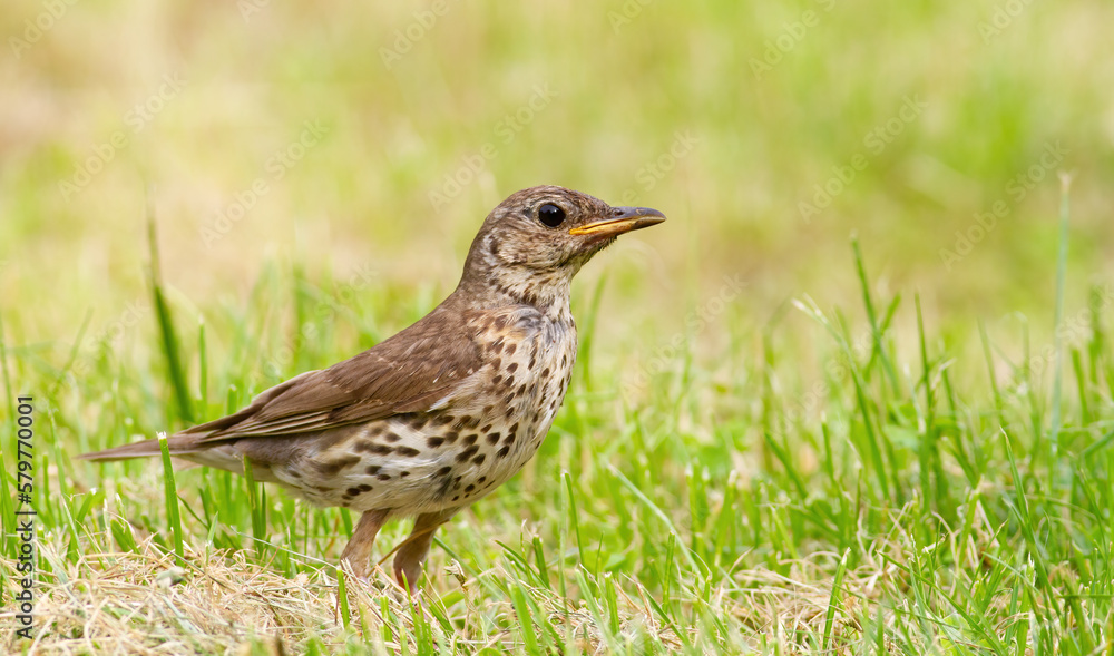 Song thrush, Turdus philomelos. A bird walks through the grass looking for food Song thrush, Turdus philomelos. A bird walks through the grass looking for food