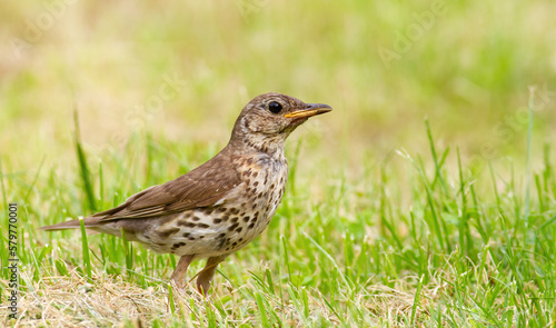 Song thrush, Turdus philomelos. A bird walks through the grass looking for food