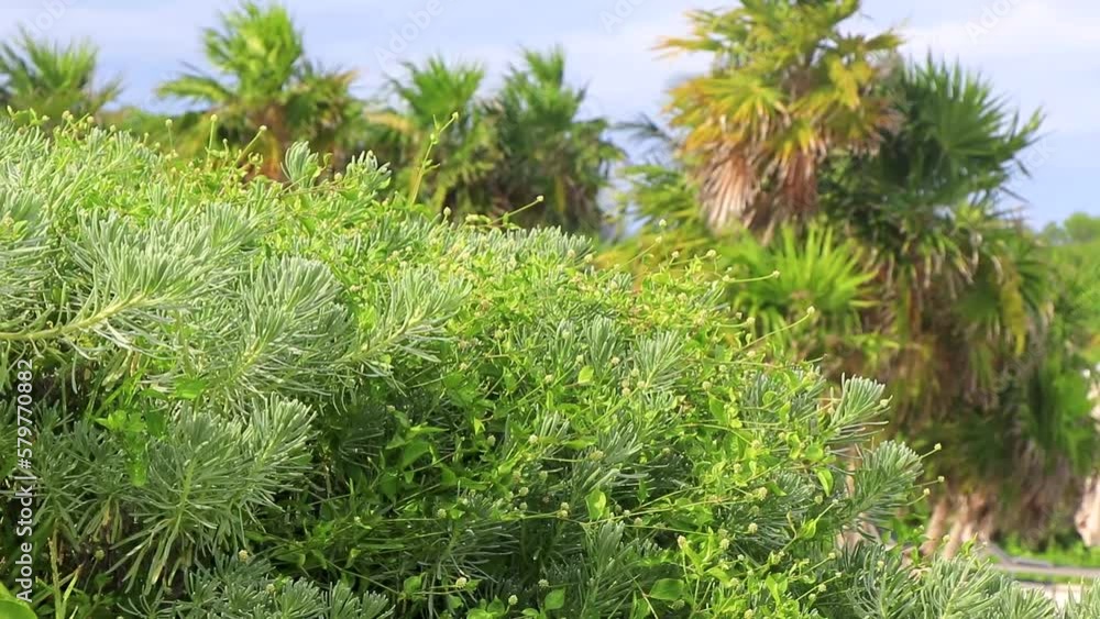 Caribbean beach fir palm trees in jungle forest nature Mexico. Caribbean beach fir palm trees in jungle forest nature Mexico.