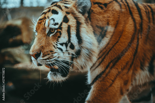 Fototapeta Naklejka Na Ścianę i Meble -  Close Up - Kopf eines männlichen Sibirischen Tigers (Panthera tigris altaica)