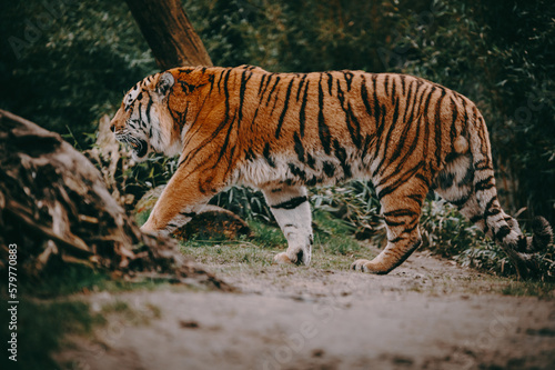 Moody forrest look - Laufender Sibirischen Tiger  Panthera tigris altaica  im Profil 