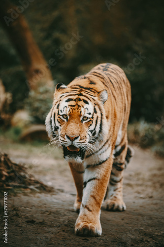 Portrait eines laufenden Sibirischen Tigers  Panthera tigris altaica  im moody forrest look