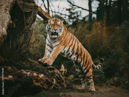 Portrait eines Sibirischen Tigers  Panthera tigris altaica  im moody forrest look