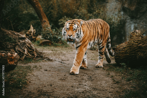 Portrait eines laufenden Sibirischen Tigers  Panthera tigris altaica  im moody forrest look