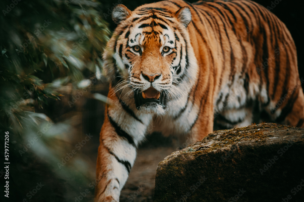 Fototapeta premium Portrait eines durch den Busch schleichenden Sibirischen Tigers (Panthera tigris altaica)