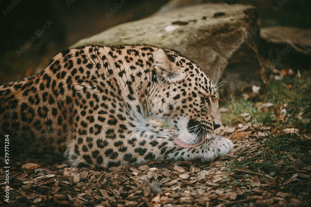 Obraz premium Liegender Persischer Leopard (Panthera pardus tulliana) leckt sich die Pfote