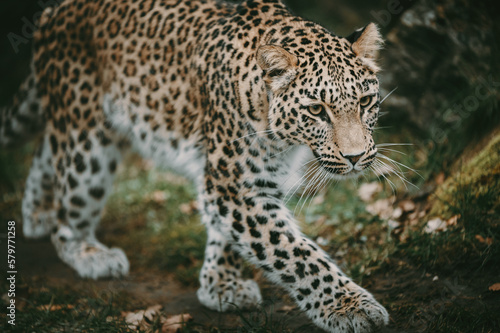 Close Up - Laufender Persischer Leopard (Panthera pardus tulliana) in einem Freigehege