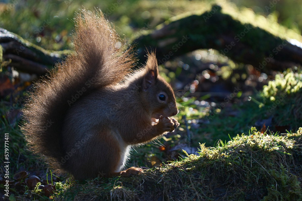 Red Squirrel (Sciurus vulgaris) eating a nut in woodland during winter in the highlands of Scotland, United Kingdom. Red Squirrel (Sciurus vulgaris) eating a nut in woodland during winter in the highlands of Scotland, United Kingdom.