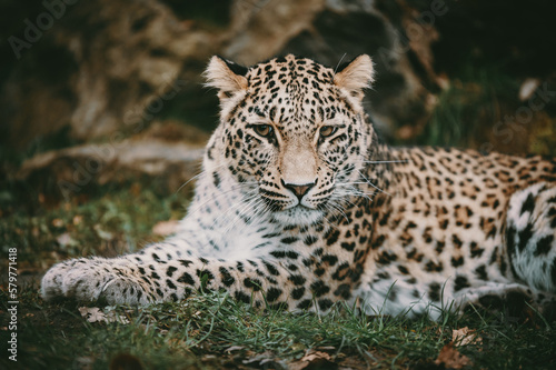 Close Up Portrait - Liegender Persischer Leopard (Panthera pardus tulliana) in einem Freigehege