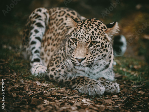 Close Up Portrait - Liegender Persischer Leopard (Panthera pardus tulliana) in einem Freigehege © Michael
