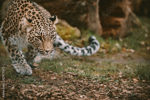 Close Up - Sich tief anpirschender Persischer Leopard  Panthera pardus tulliana  in einem Freigehege