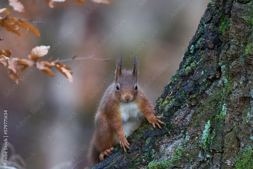 Red Squirrel (Sciurus vulgaris) in woodland during winter in the highlands of Scotland, United Kingdom. Red Squirrel (Sciurus vulgaris) in woodland during winter in the highlands of Scotland, United Kingdom.