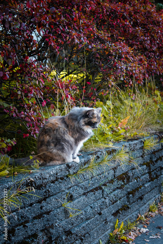 Photography Fluffy cat sitting along a stone wall in Reykjavík, Iceland