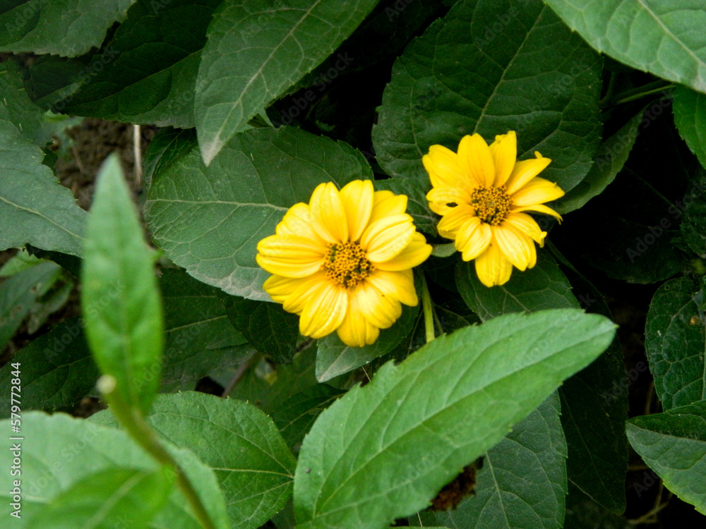 Bright yellow rudbeckia or Black Eyed Susan flowers in the garden. A bee pollinating a yellow flowers at summer on a field. Species Apis mellifera. Nature. Biology. Botanic. High quality photo Bright yellow rudbeckia or Black Eyed Susan flowers in the garden. A bee pollinating a yellow flowers at summer on a field. Species Apis mellifera. Nature. Biology. Botanic. High quality photo