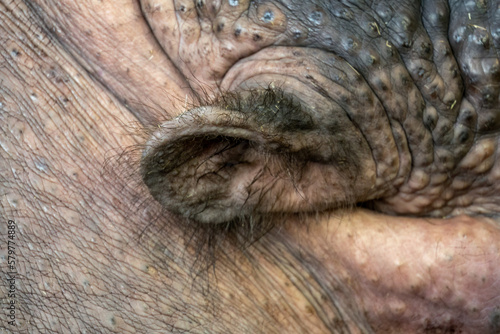 Hippopotamus - detail of an adult's ear.