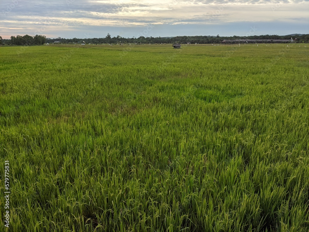 landscape, rice fields