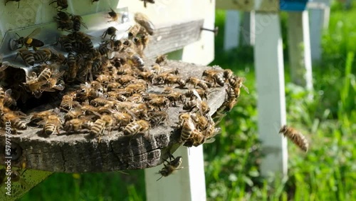Bees attacked by hornets at the hive. Bee killer hornet . Slow-motion video.