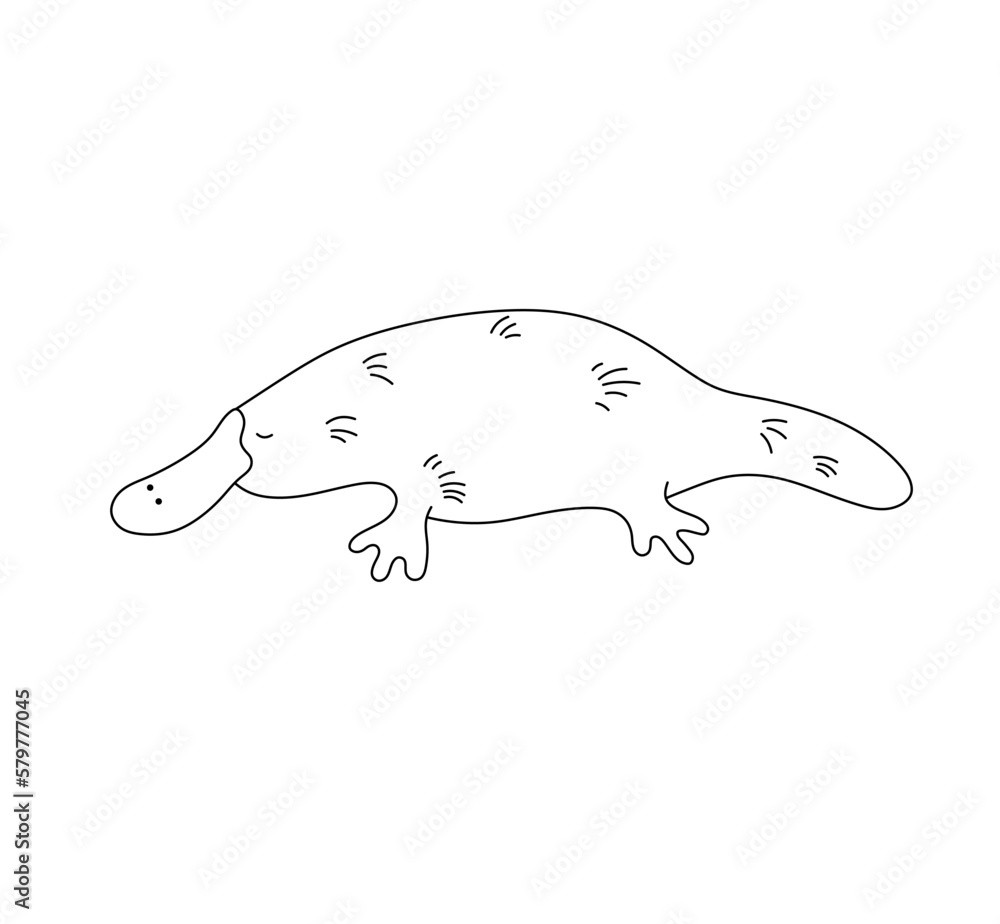 Vector isolated one single duckbill platypus side view colorless black and white contour line easy drawing Vector isolated one single duckbill platypus side view colorless black and white contour line easy drawing