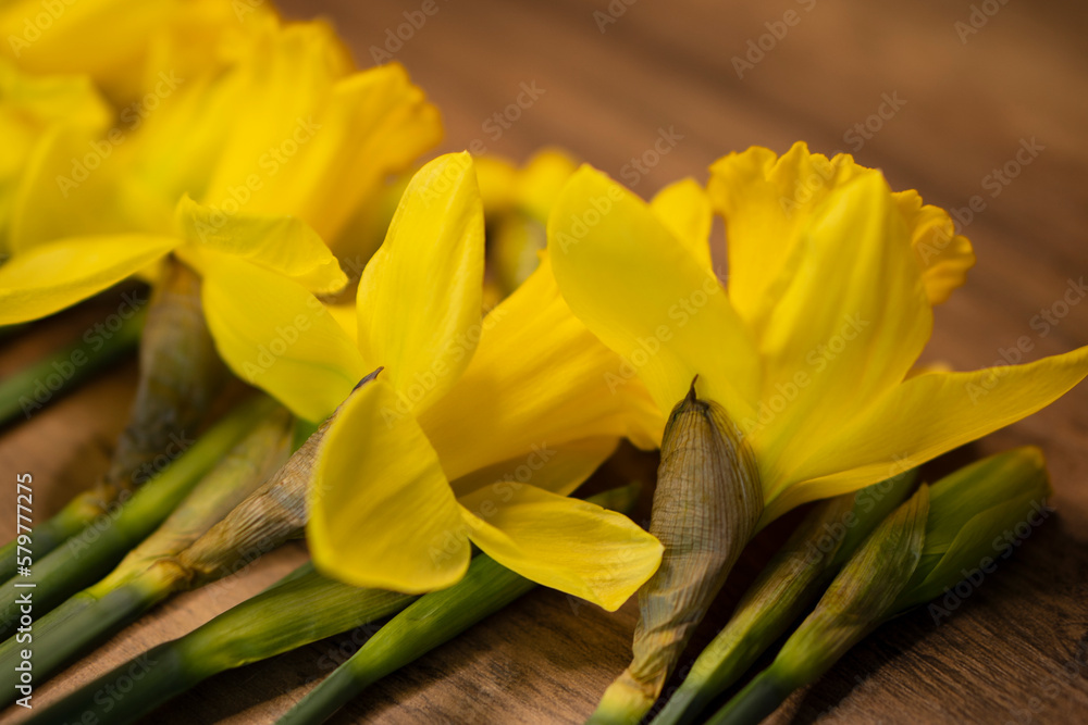 Daffodils narcissus Easter composition laying on a wooden board table, close up Daffodils narcissus Easter composition laying on a wooden board table, close up