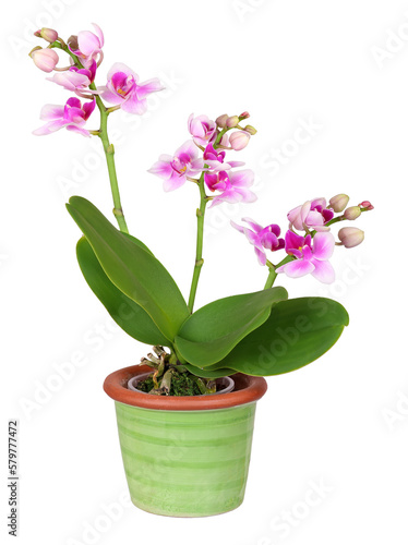 Mini orchid in green ceramic pot  transparent background