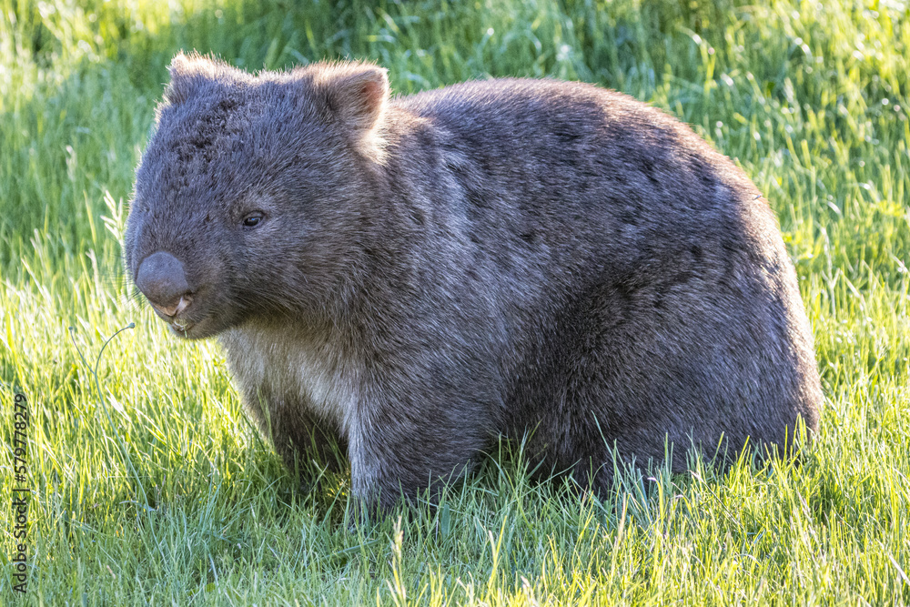 Fototapeta premium Wombat (Vombatidae), Australia