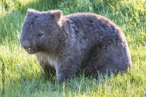 Wombat (Vombatidae), Australia photo