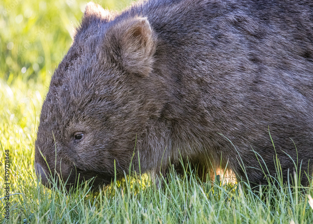 Wombat (Vombatidae), Australia Wombat (Vombatidae), Australia