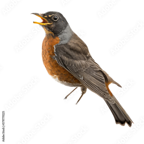 isolated American robin bird, macro, png, transparent background, spring, summer, vertical, horizontal, close up, Turdus migratorius, Generative AI