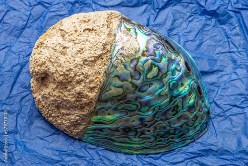 Dorsal View Of New Zealand Origin Paua Abalone Shell With A Multicolored Opalescent Surface photo