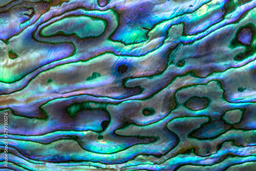 Closeup texture of unique and original shell from the Pacific Ocean surrounding New Zealand