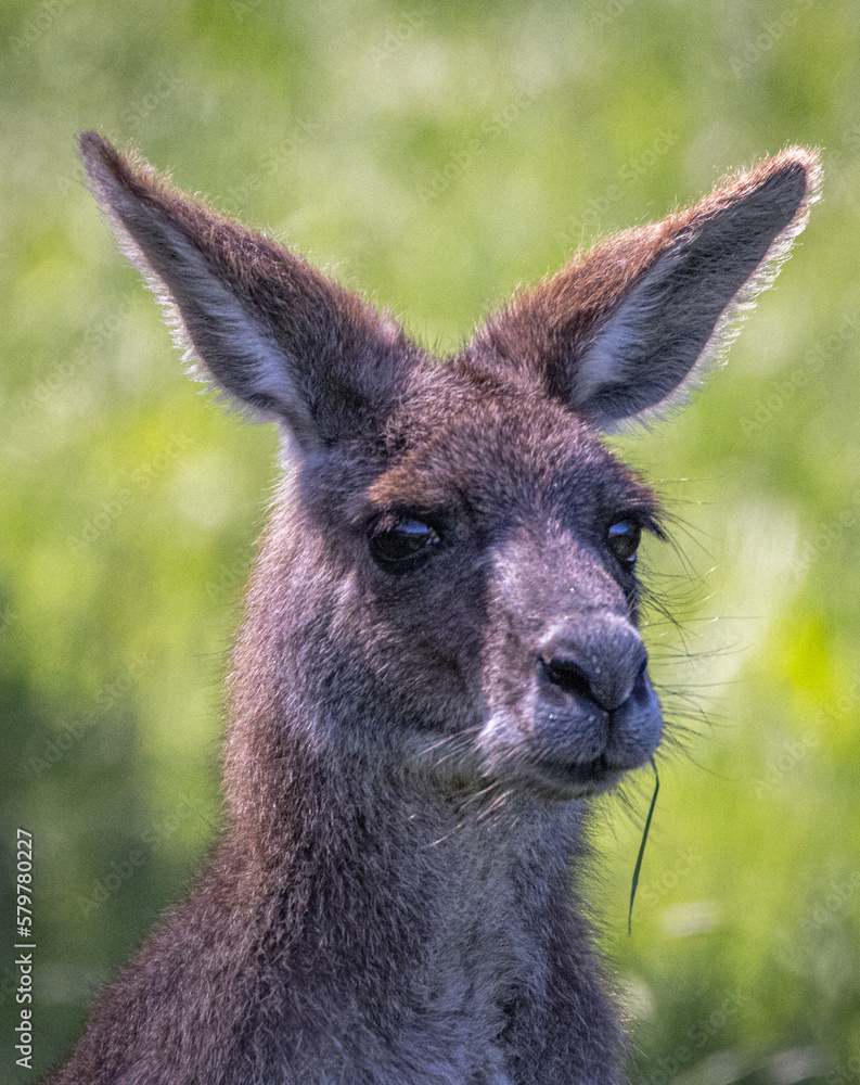 Close-up of a Kangaroo (Macropodidae), Australia