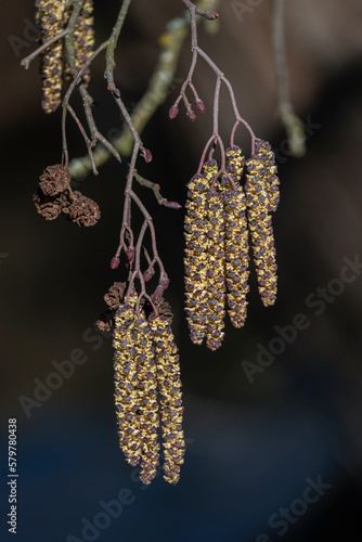 Schwarz Erle (Alnus glutinosa) Samenstand März photo