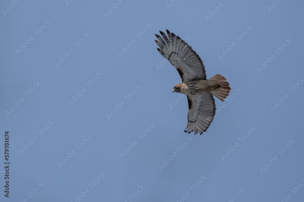 Obraz premium Red tailed Hawk in flight.