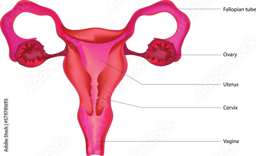 Detailed female reproductive system diagram  photo