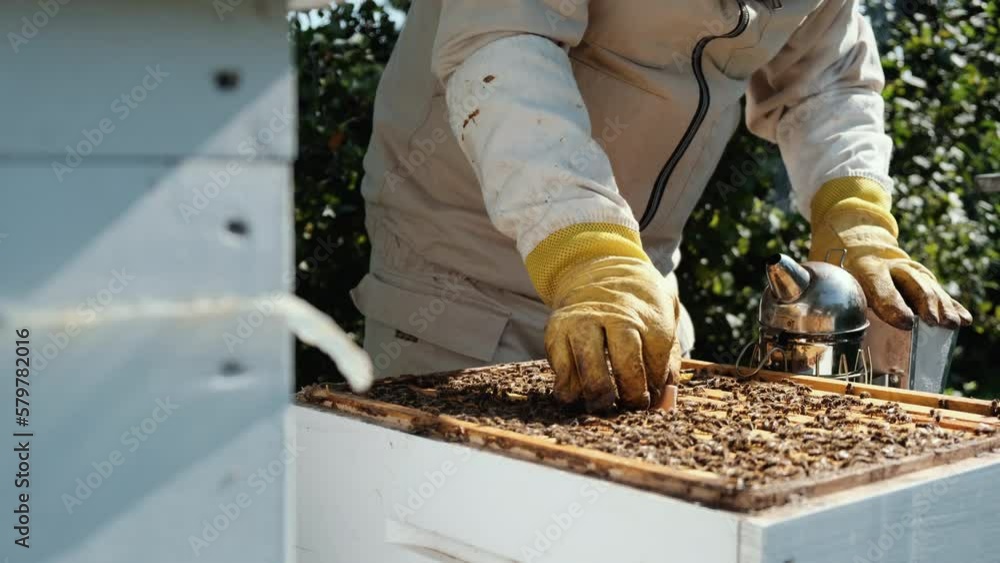 Varroa mite control. Varroa destructor. How to treat bees from varroa mite. The beekeeper treats the bees of the varroa mite. Diseases of bees and their treatment. Varroasis. Varroa mite control. Varroa destructor. How to treat bees from varroa mite. The beekeeper treats the bees of the varroa mite. Diseases of bees and their treatment. Varroasis.