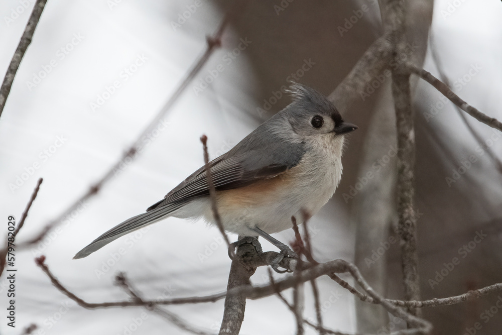 Obraz premium tufted titmouse on tree branch