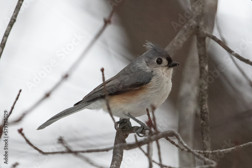 tufted titmouse on tree branch