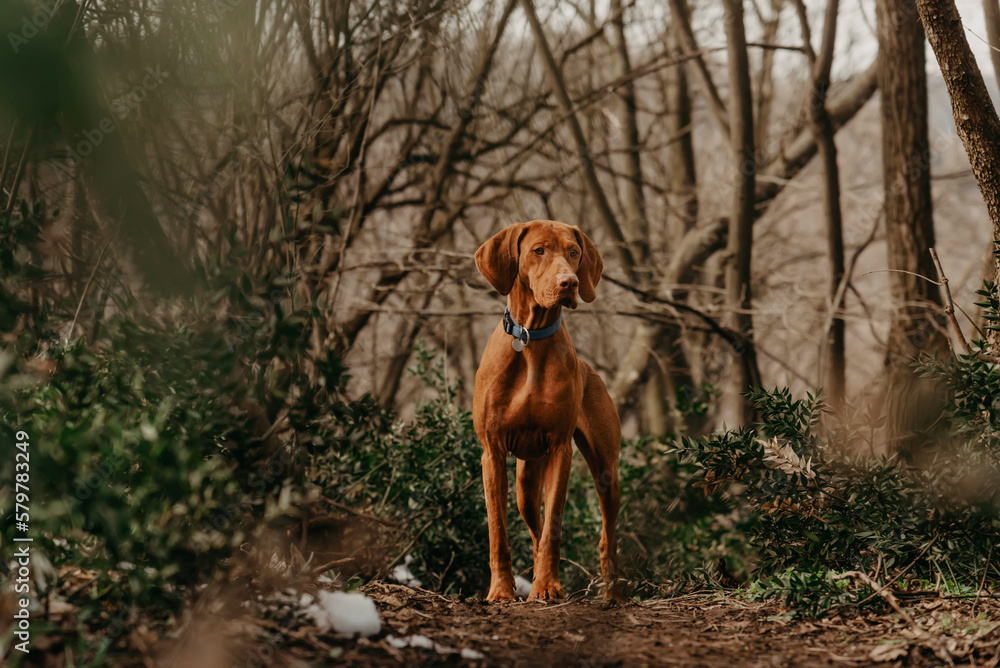Hungarian Vizsla Pointer Dog in Spring Forest Hungarian Vizsla Pointer Dog in Spring Forest