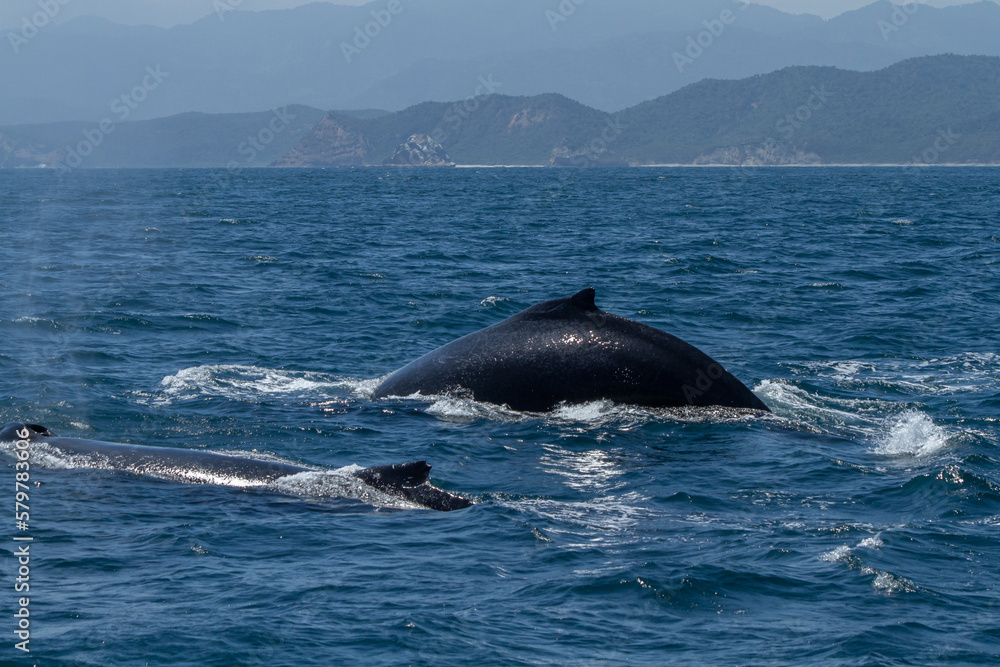 Fototapeta premium Ballena en Pto. Lopez