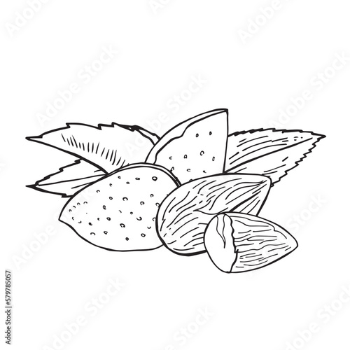 Vector vintage illustration of almond seeds in engraving style. Hand drawn sketch of full and half shelled nuts.