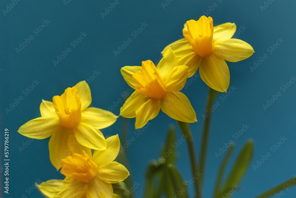 Yellow daffodils on a blue background. The concept of spring or love. Postcard. The dark key. Soft focus Yellow daffodils on a blue background. The concept of spring or love. Postcard. The dark key. Soft focus