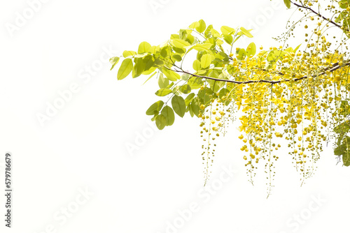 Yellow golden shower flower , cassia  fistula flower isolated on white background. photo