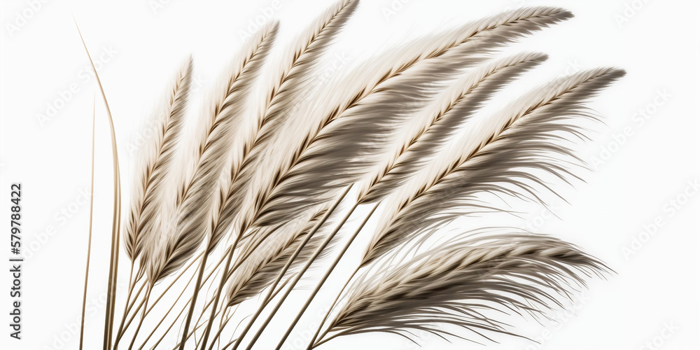 wheat ears isolated on white wheat ears isolated on white