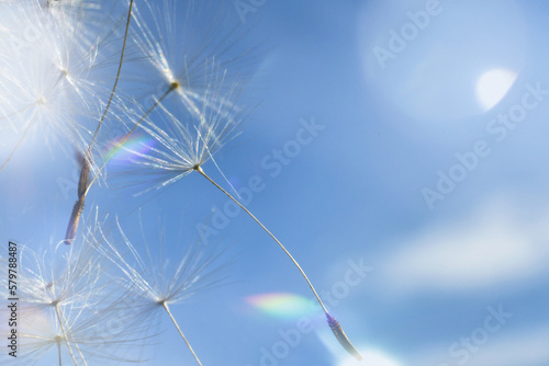 Fototapeta Naklejka Na Ścianę i Meble -  Dandelion seeds fluff blowing away on wind breeze against blue summer sky bright sunlight background