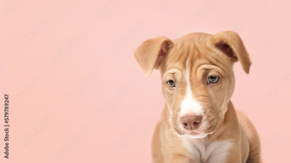 Head shot of puppy dog on colored background. Front view cute puppy dog looking at something down. Beige boxer pitbull mix, 12 weeks old, fawn color. Selective focus. Isolated on soft pink background.