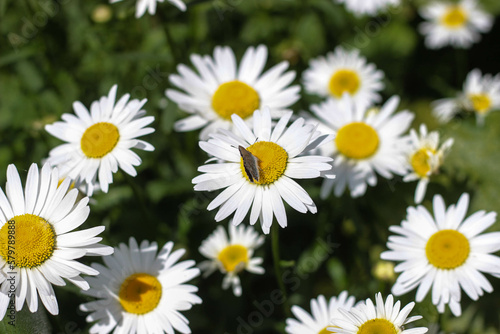a meadow of white daisies lit by the sun  in the center of one daisy a butterfly sits